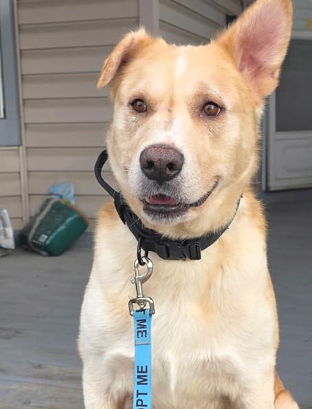 Rafael - Lab/Husky Mix available for adoption at BARCS Rescue in Calgary
