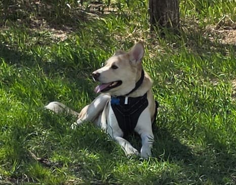 Rafael - Lab/Husky Mix available for adoption in Calgary
