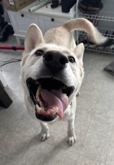 Tre - Lab/Husky Mix available for adoption in Calgary