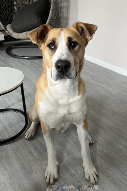 Baby Girl - Kangal / Black Mouth Cur Mix available for adoption at BARCS Rescue in Calgary