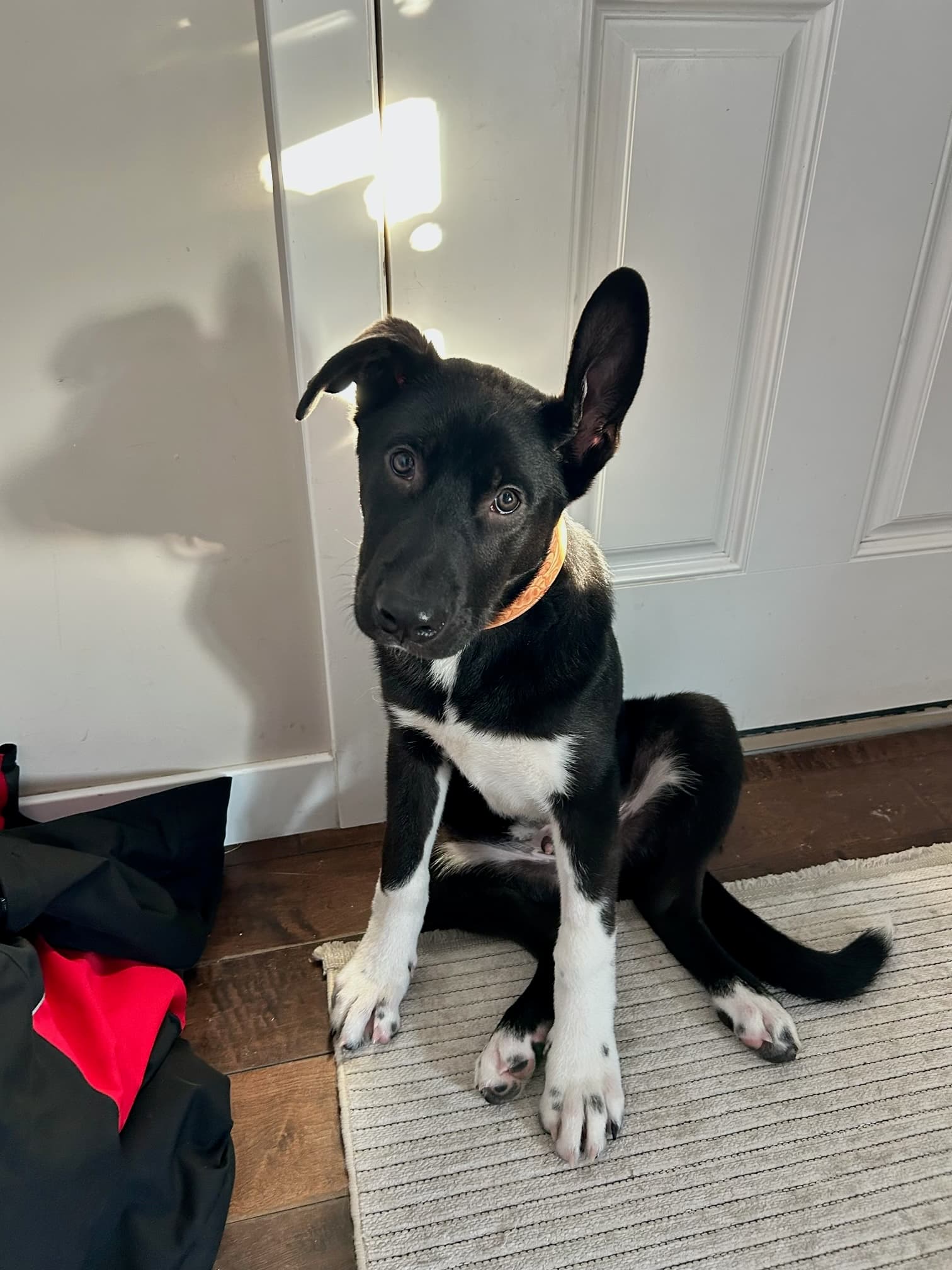 Val - Kangal/Black Mouth Cur Mix available for adoption at BARCS Rescue in Calgary