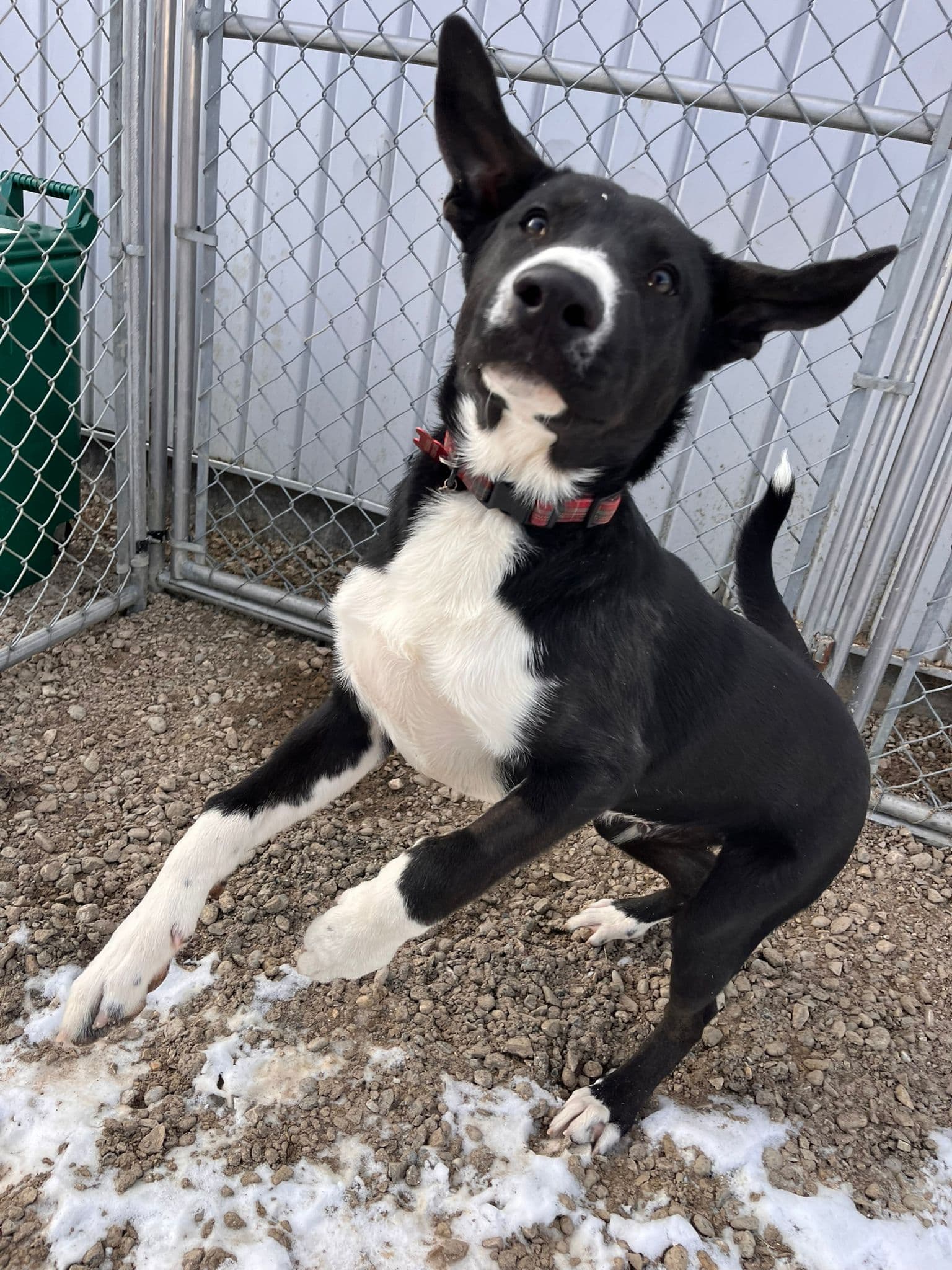 Ezra - Kangal/Black Mouth Cur Mix available for adoption at BARCS Rescue in Calgary