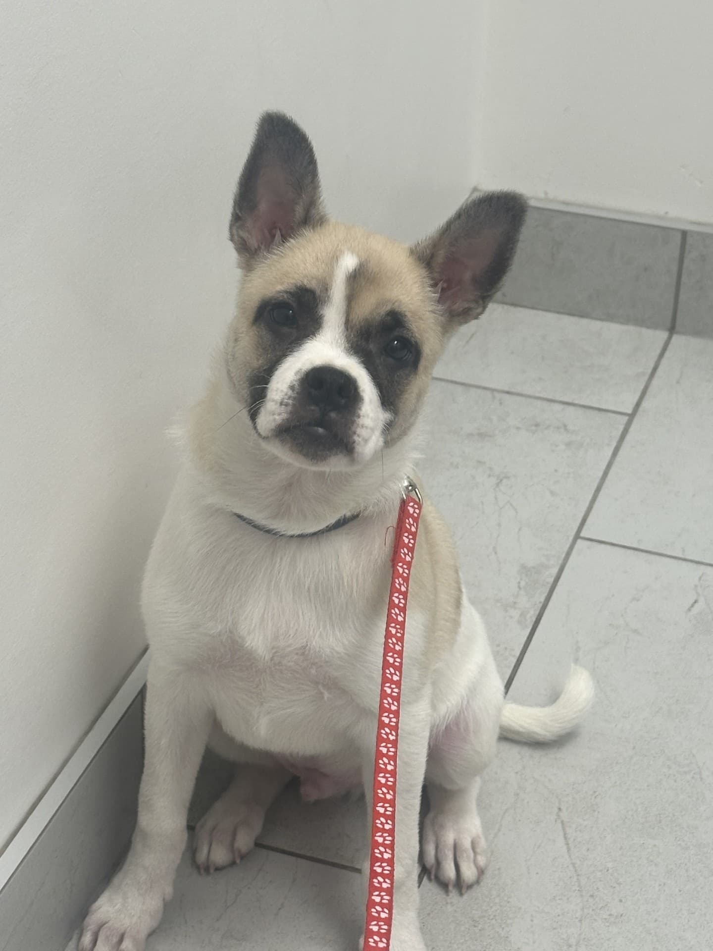 Sinjin - Pug/Shepherd Mix available for adoption at BARCS Rescue in Calgary