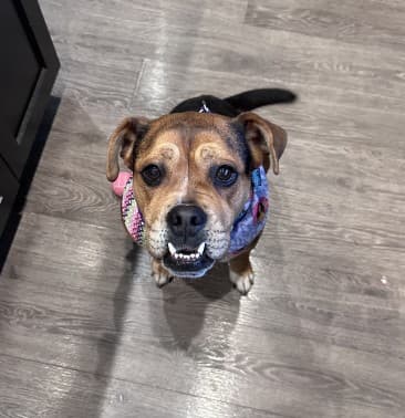 Miss Pac-Man - Boxer/American Bulldog Mix available for adoption at BARCS Rescue in Calgary