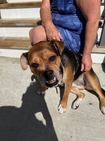 Miss Pac-Man - Boxer/American Bulldog Mix available for adoption in Alberta