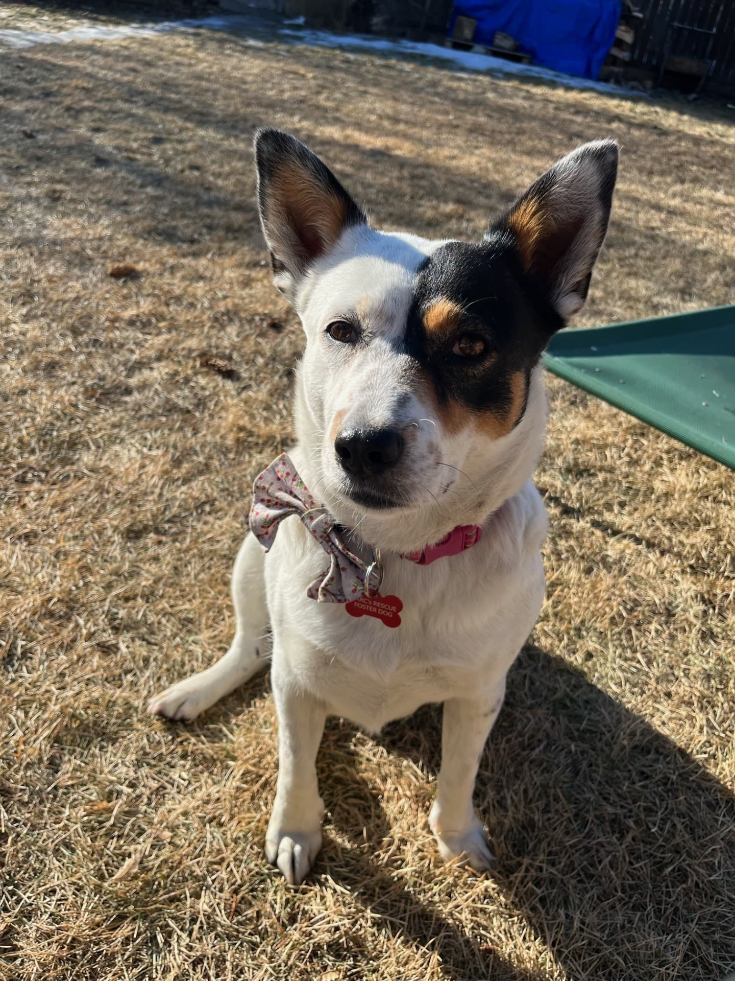 Care Bear - Queensland Heeler Mix available for adoption in Calgary