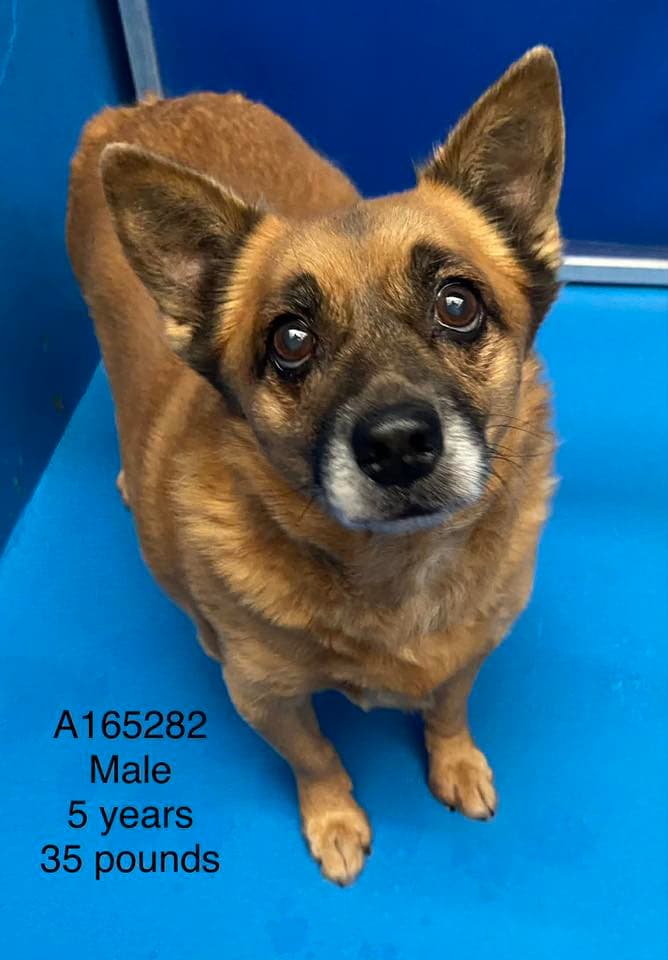 Game Boy - Chihuahua Mix available for adoption at BARCS Rescue in Calgary