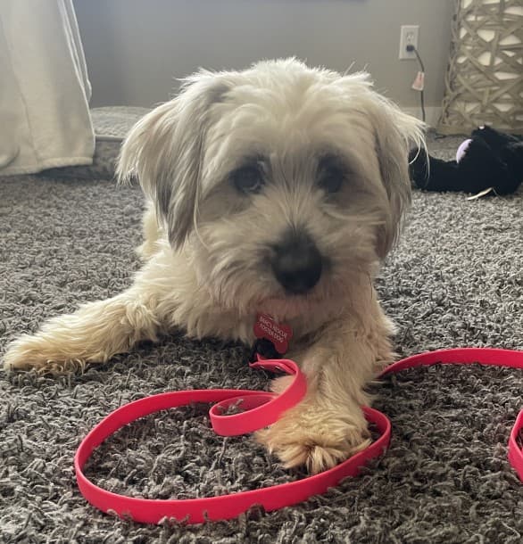 Barbie - Maltese Mix available for adoption at BARCS Rescue in Calgary