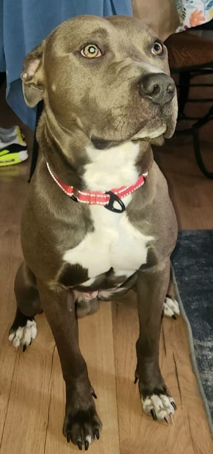 Ranger - Staffordshire Terrier Mix available for adoption at BARCS Rescue in Calgary