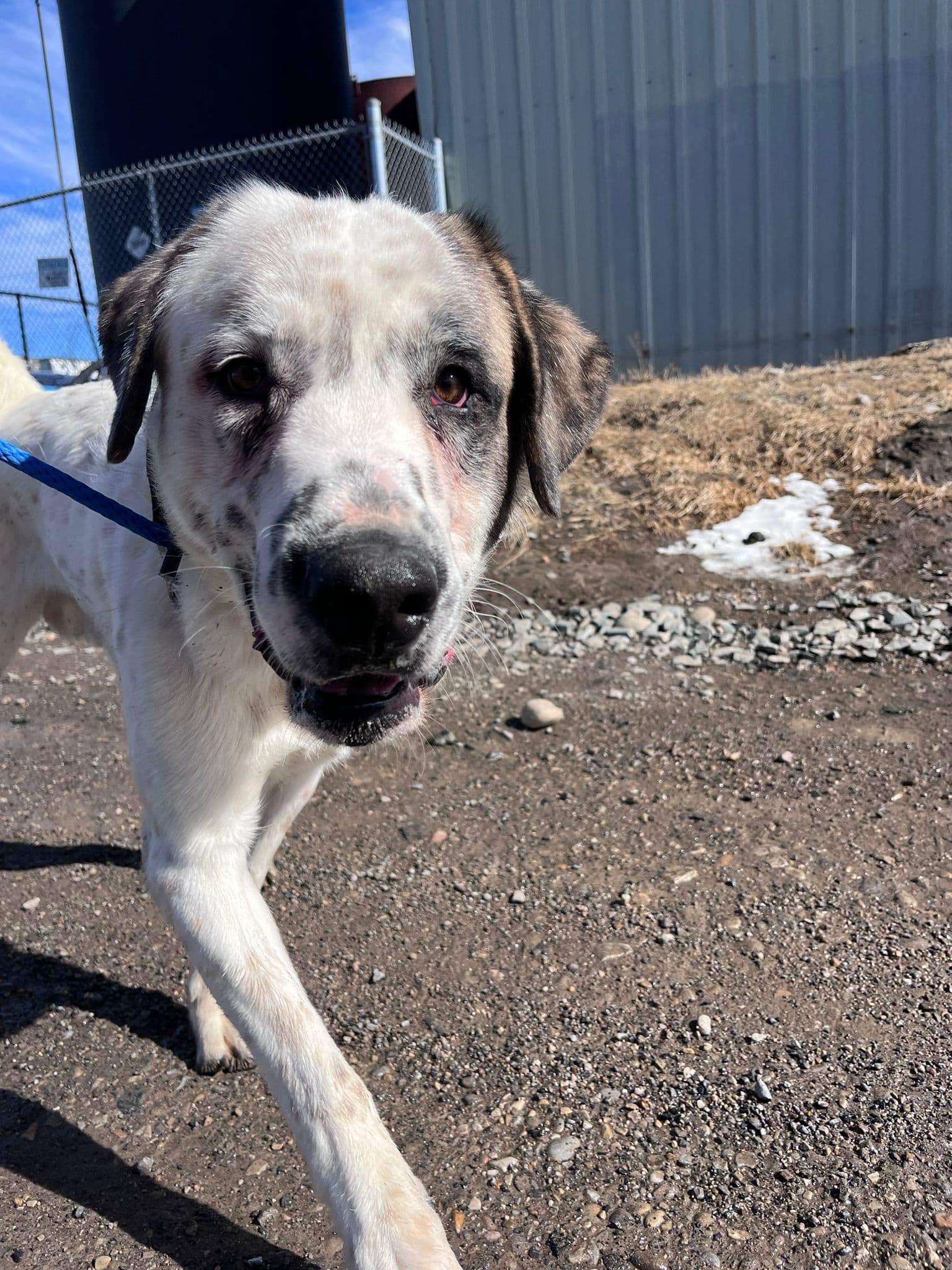 Chief - Shepherd Mix available for adoption at BARCS Rescue in Calgary