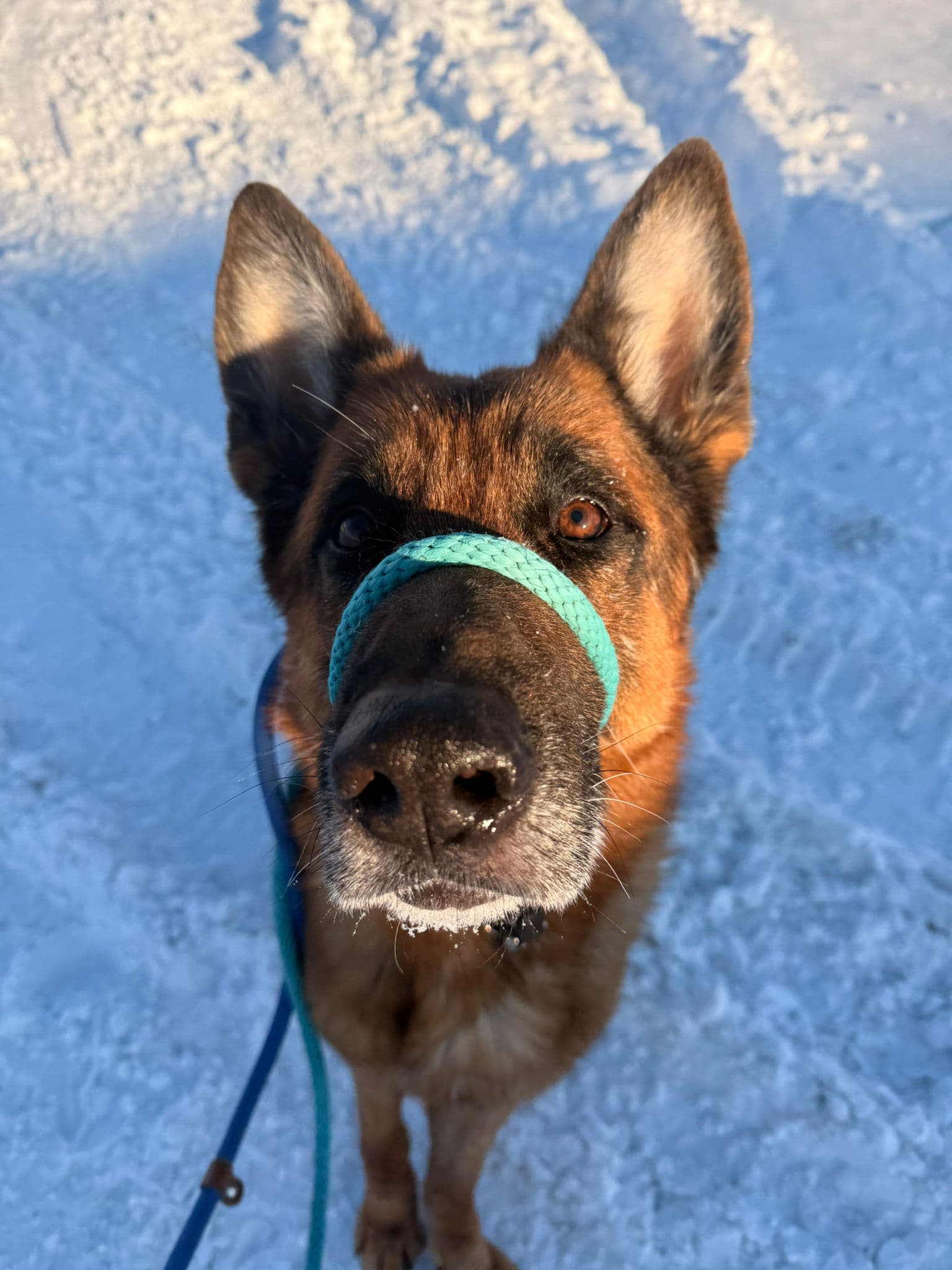Ritter - German Shepherd Mix available for adoption at BARCS Rescue in Calgary