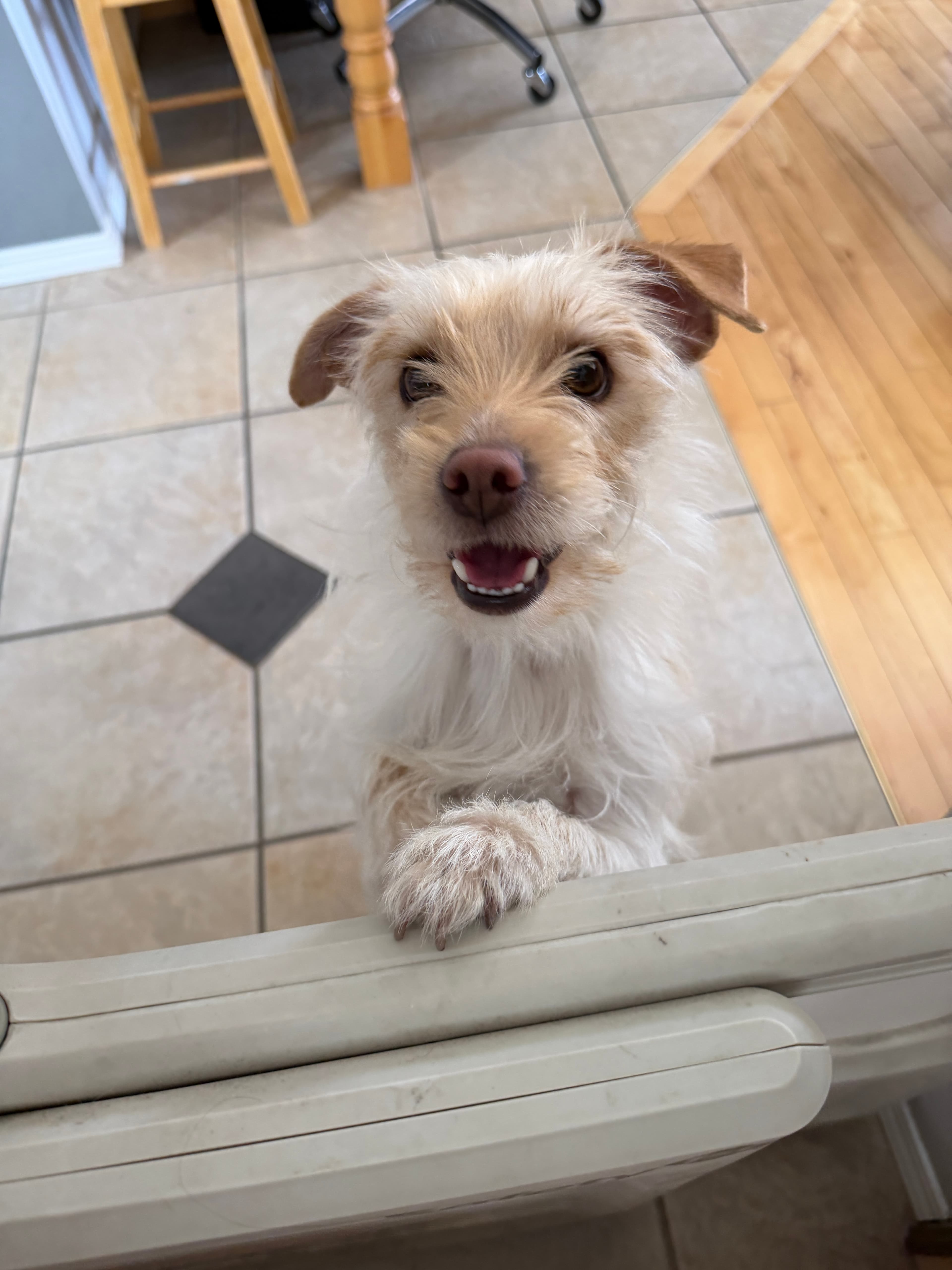 Nerf - Terrier Mix available for adoption at BARCS Rescue in Calgary