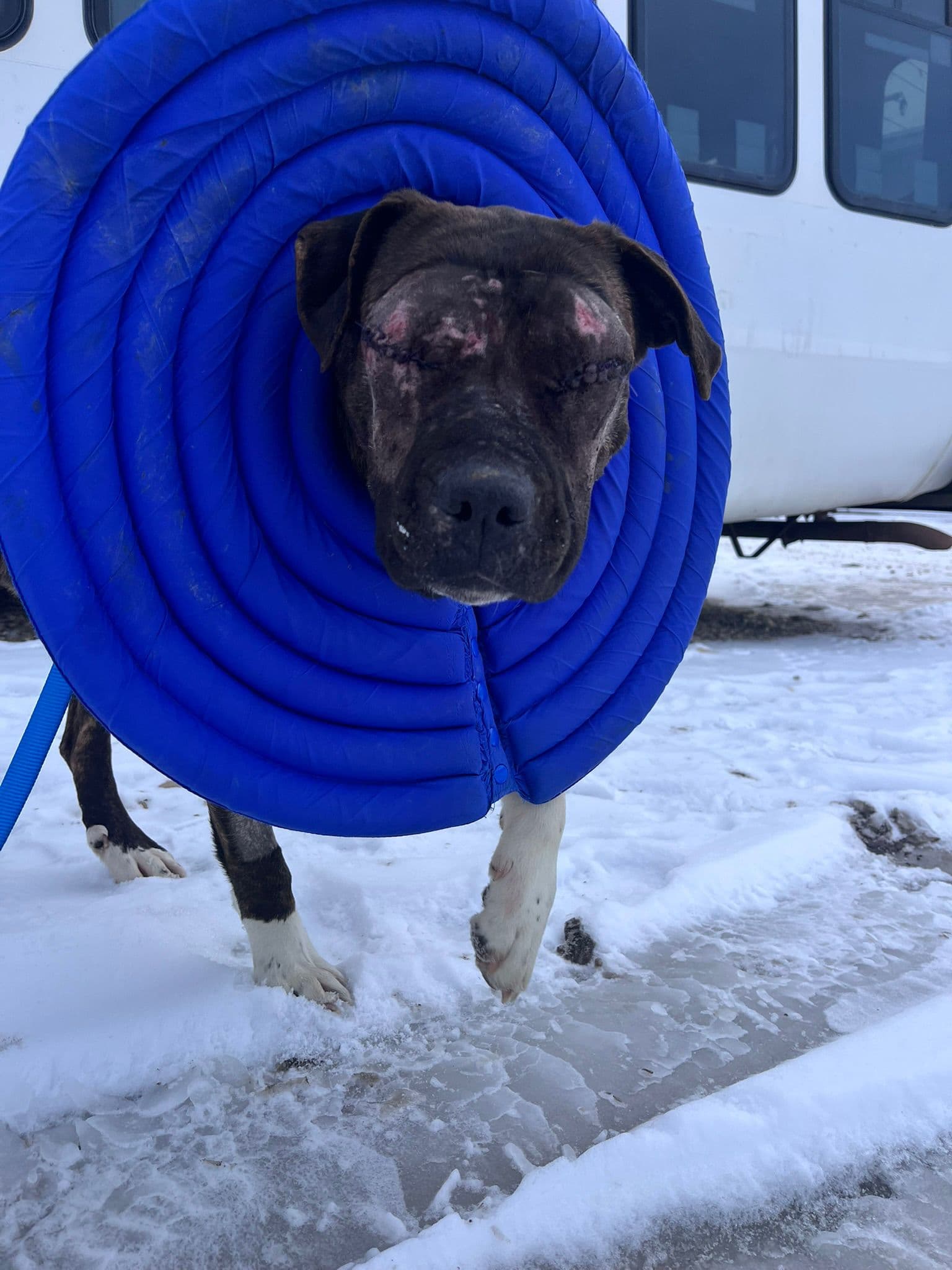 Layla - Pit Bull Terrier Mix available for adoption at BARCS Rescue in Calgary