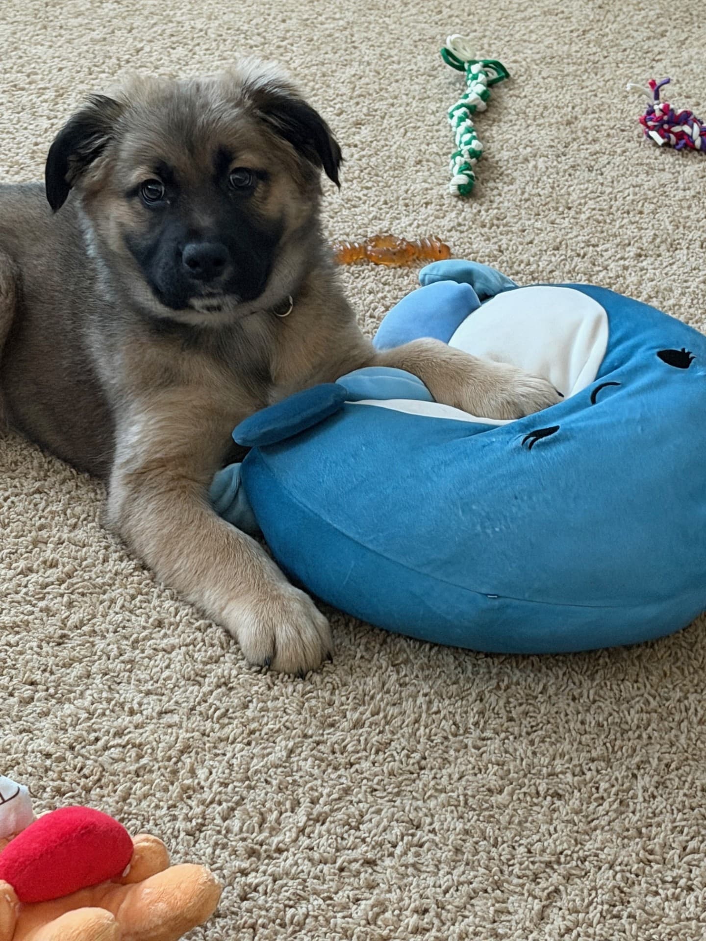 Peace - Lab/Shepherd Mix available for adoption at BARCS Rescue in Calgary