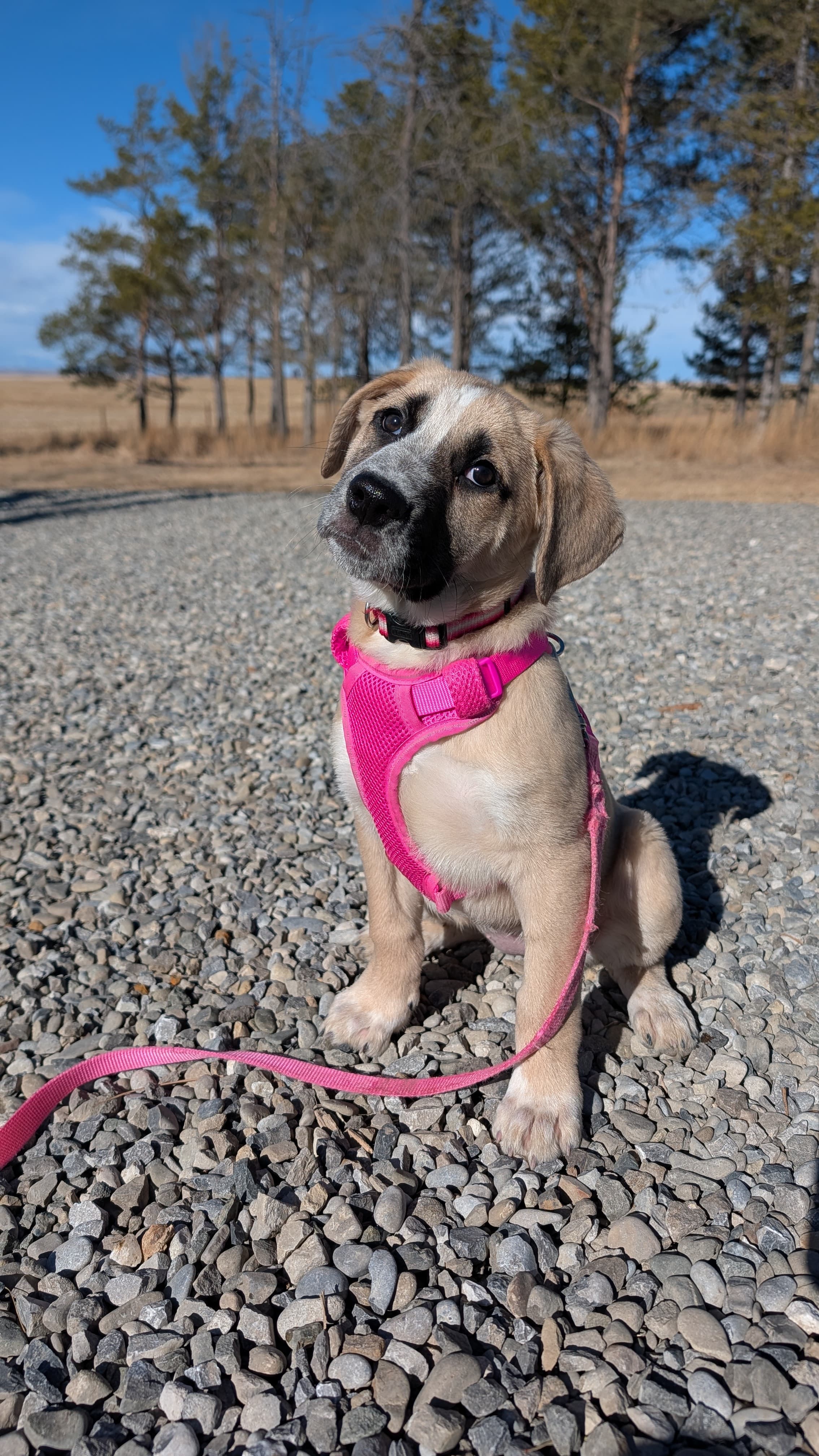 Milk - Lab/Shepherd Mix available for adoption at BARCS Rescue in Calgary