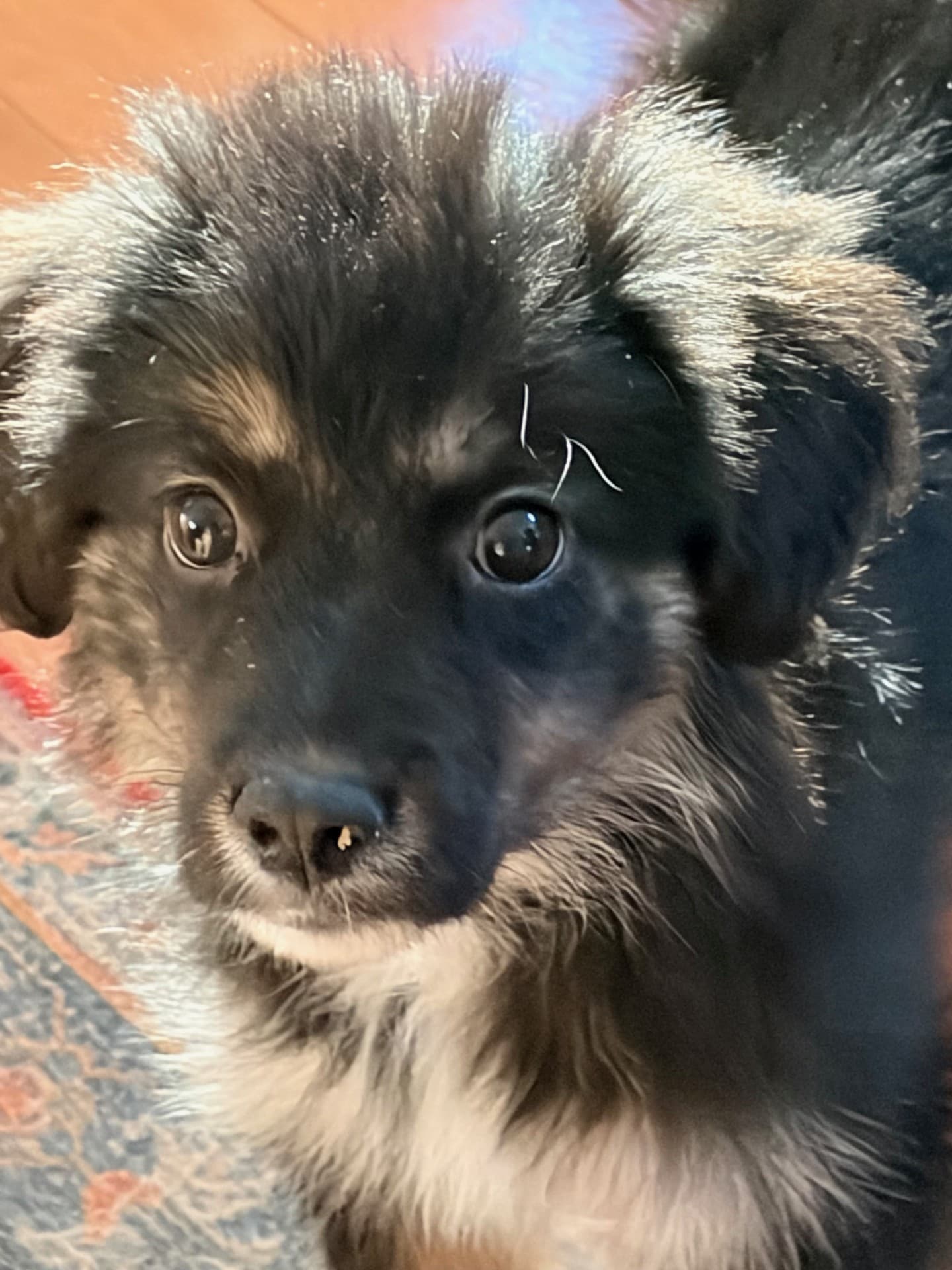 Gothita - Shepherd Mix available for adoption at BARCS Rescue in Calgary
