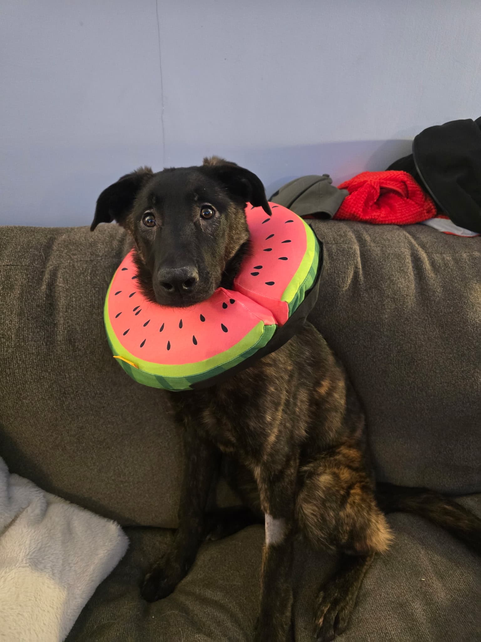 Lola - Belgian Malinois/Dutch Shepherd Mix available for adoption at BARCS Rescue in Calgary