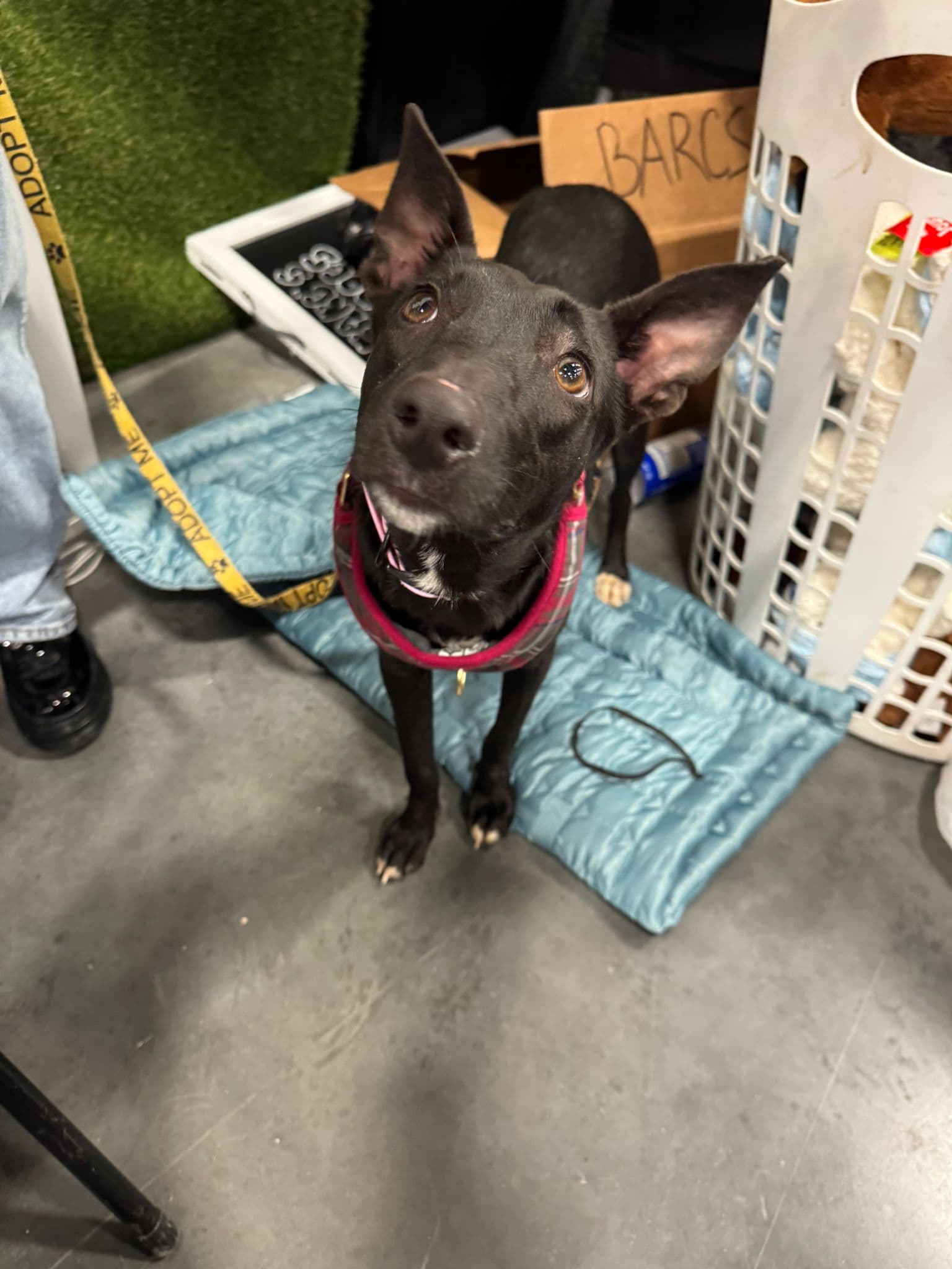 Karma - Lab Mix available for adoption at BARCS Rescue in Calgary