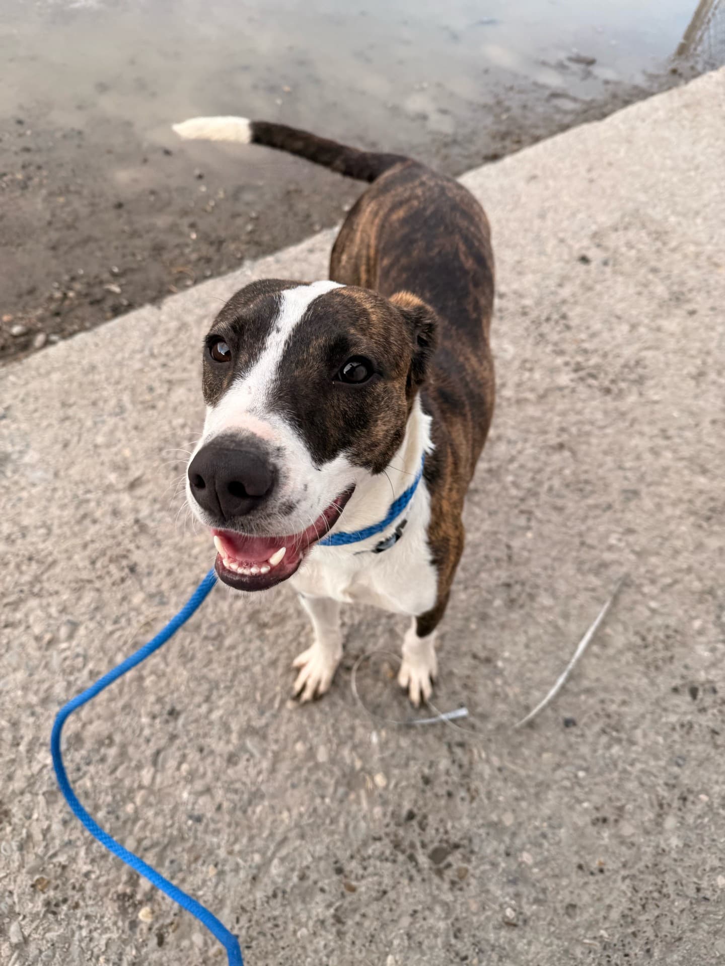 Lita - Bully Mix available for adoption at BARCS Rescue in Calgary