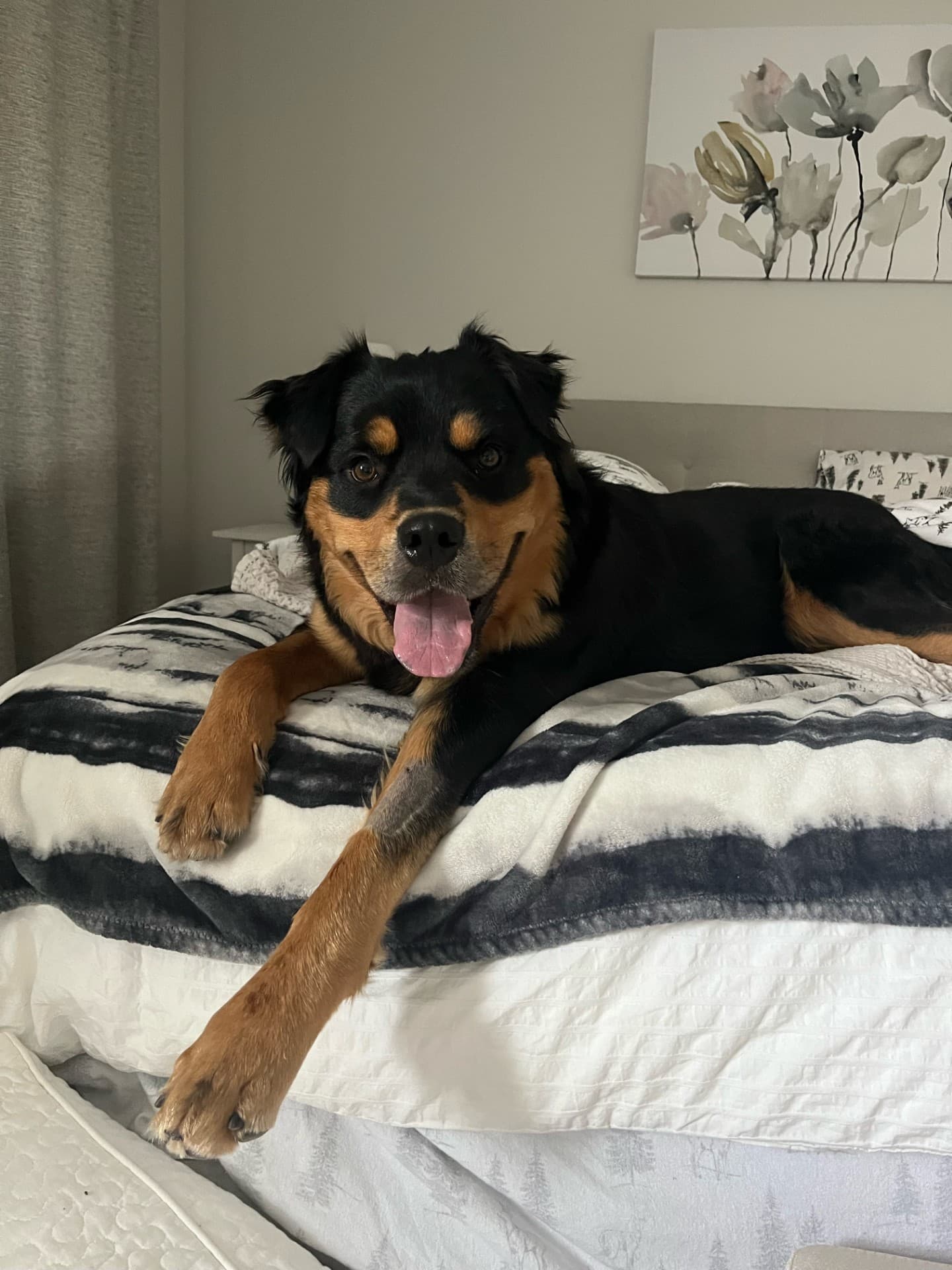 Eugene - Rottweiler/Shepherd Mix available for adoption at BARCS Rescue in Calgary