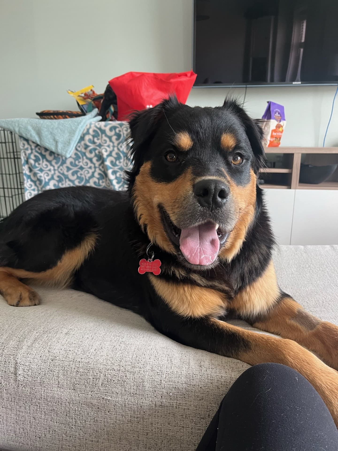 Eugene - Rottweiler/Shepherd Mix available for adoption in Calgary