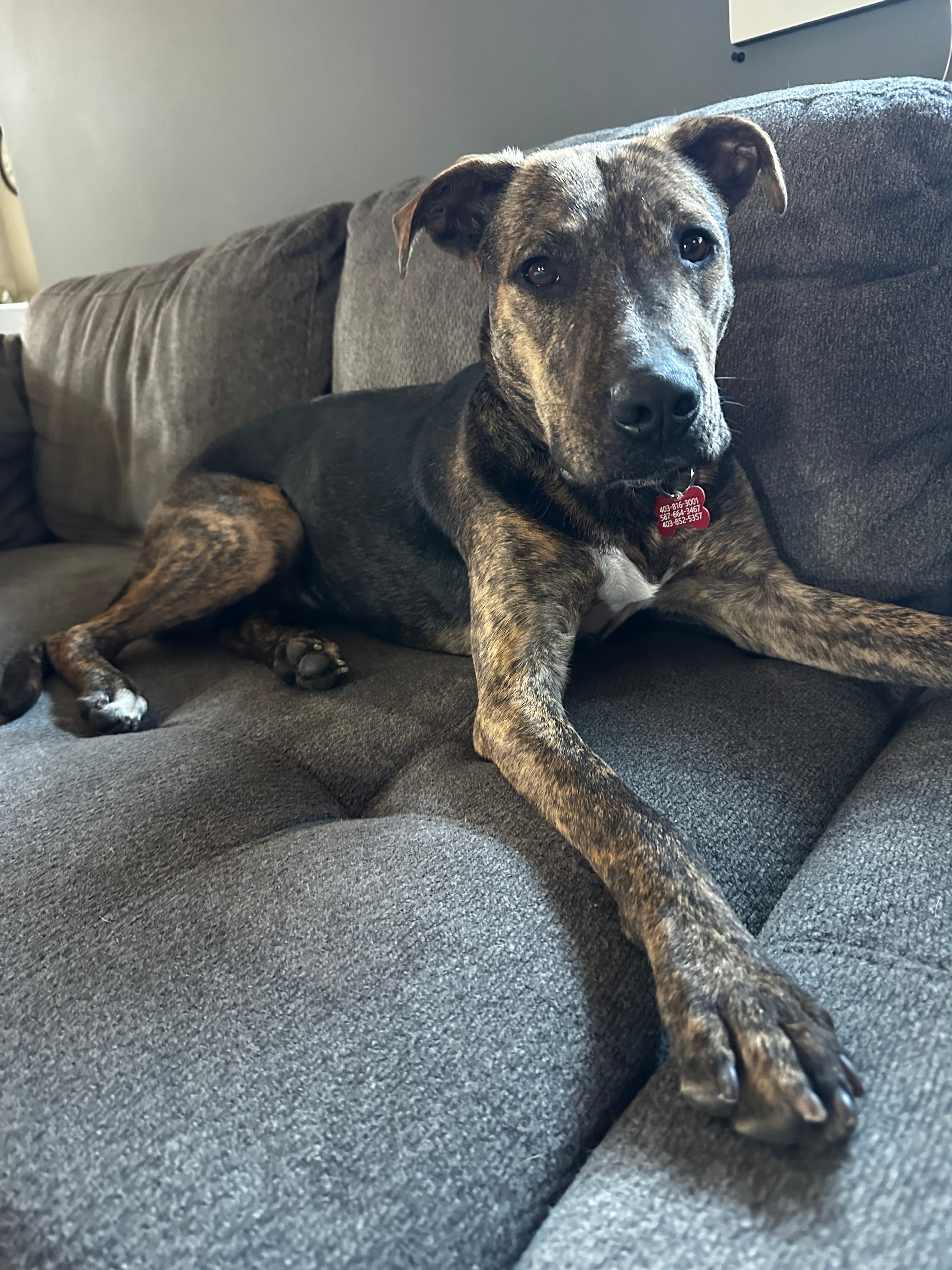 Nito - Bully Mix available for adoption at BARCS Rescue in Calgary