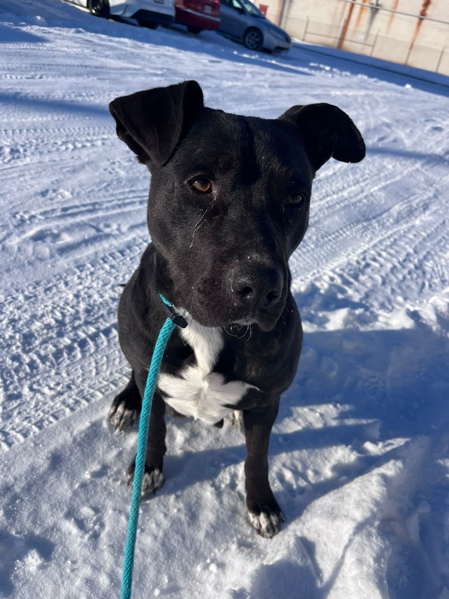 Bowtie - Pit Bull Terrier Mix available for adoption in Calgary