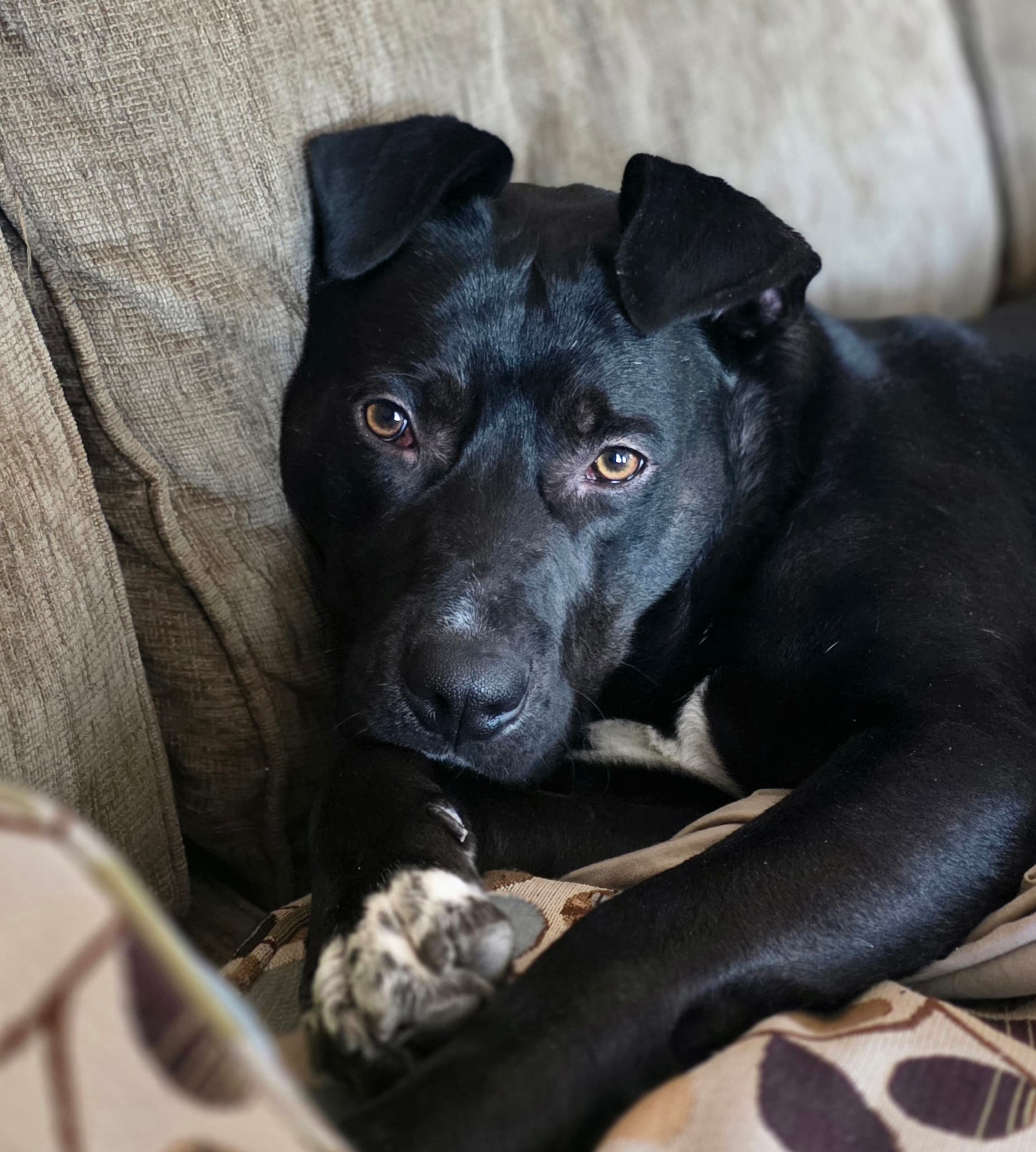 Bowtie - Pit Bull Terrier Mix available for adoption in Calgary