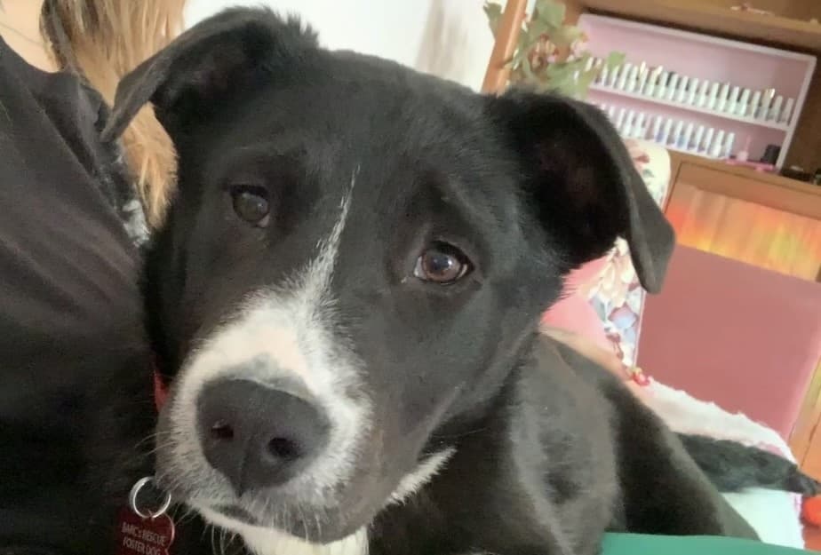 Georgie - Pit Bull Terrier Mix available for adoption at BARCS Rescue in Calgary