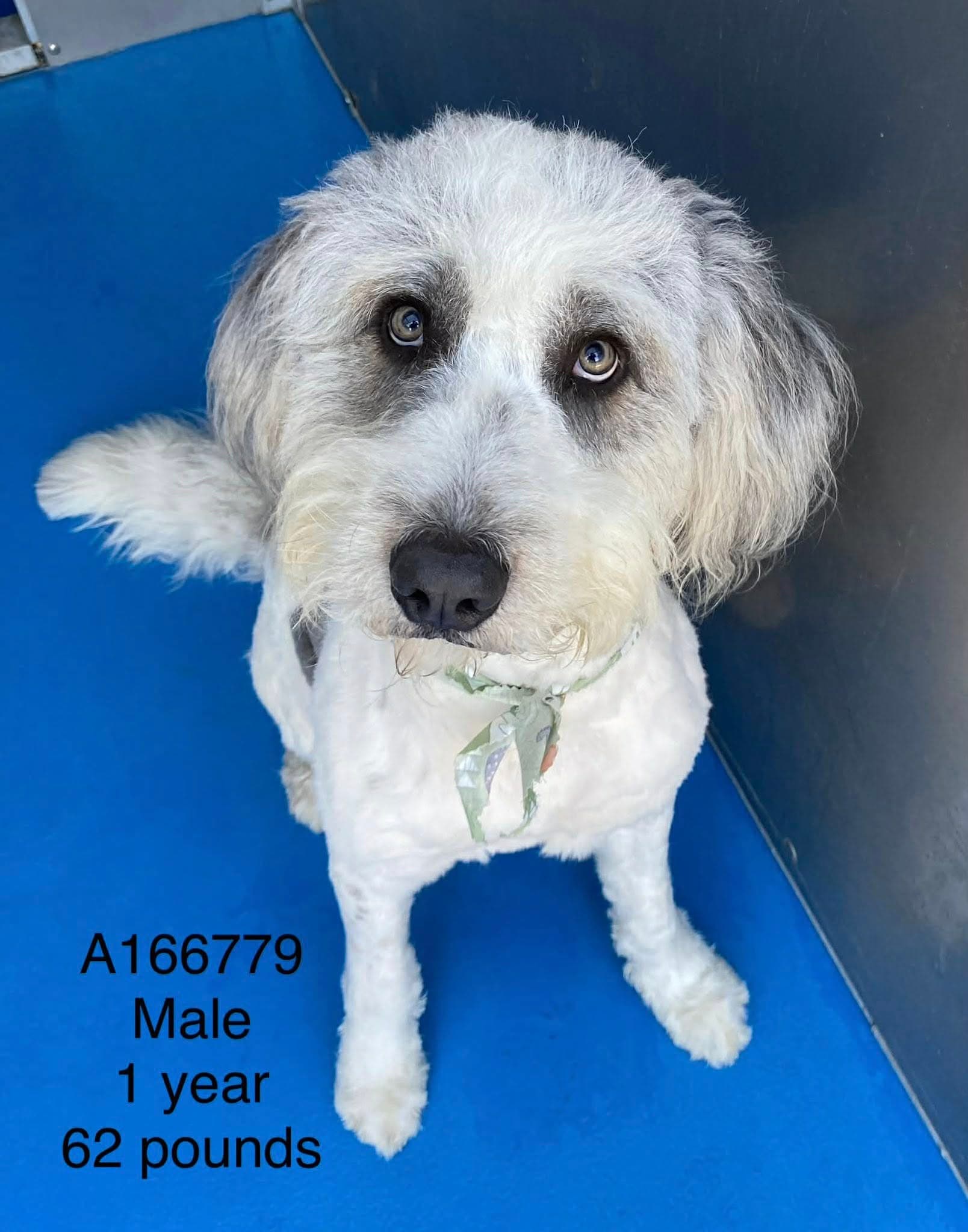 Tex - Standard Poodle Mix available for adoption at BARCS Rescue in Calgary