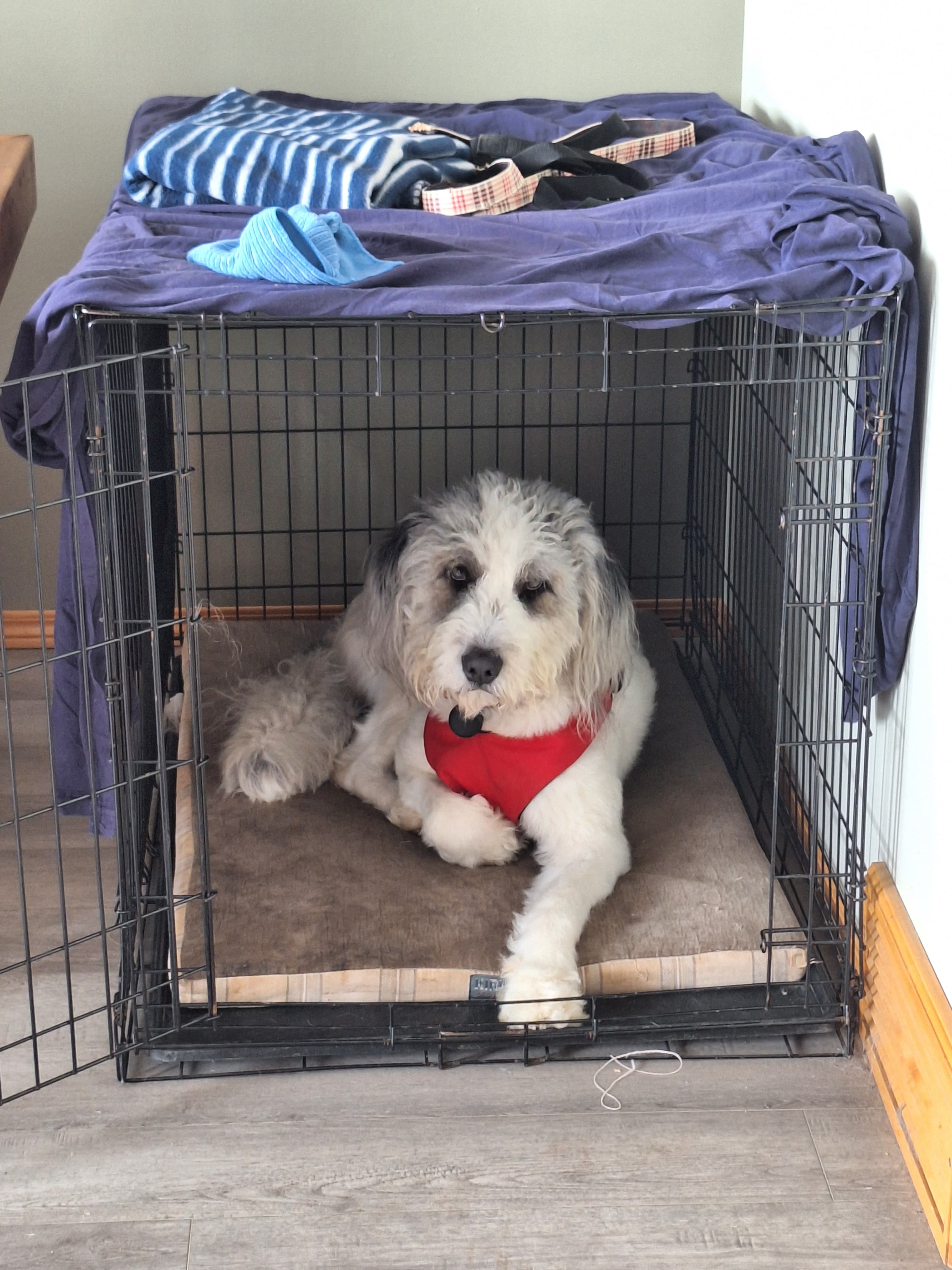 Tex - Standard Poodle Mix available for adoption in Calgary