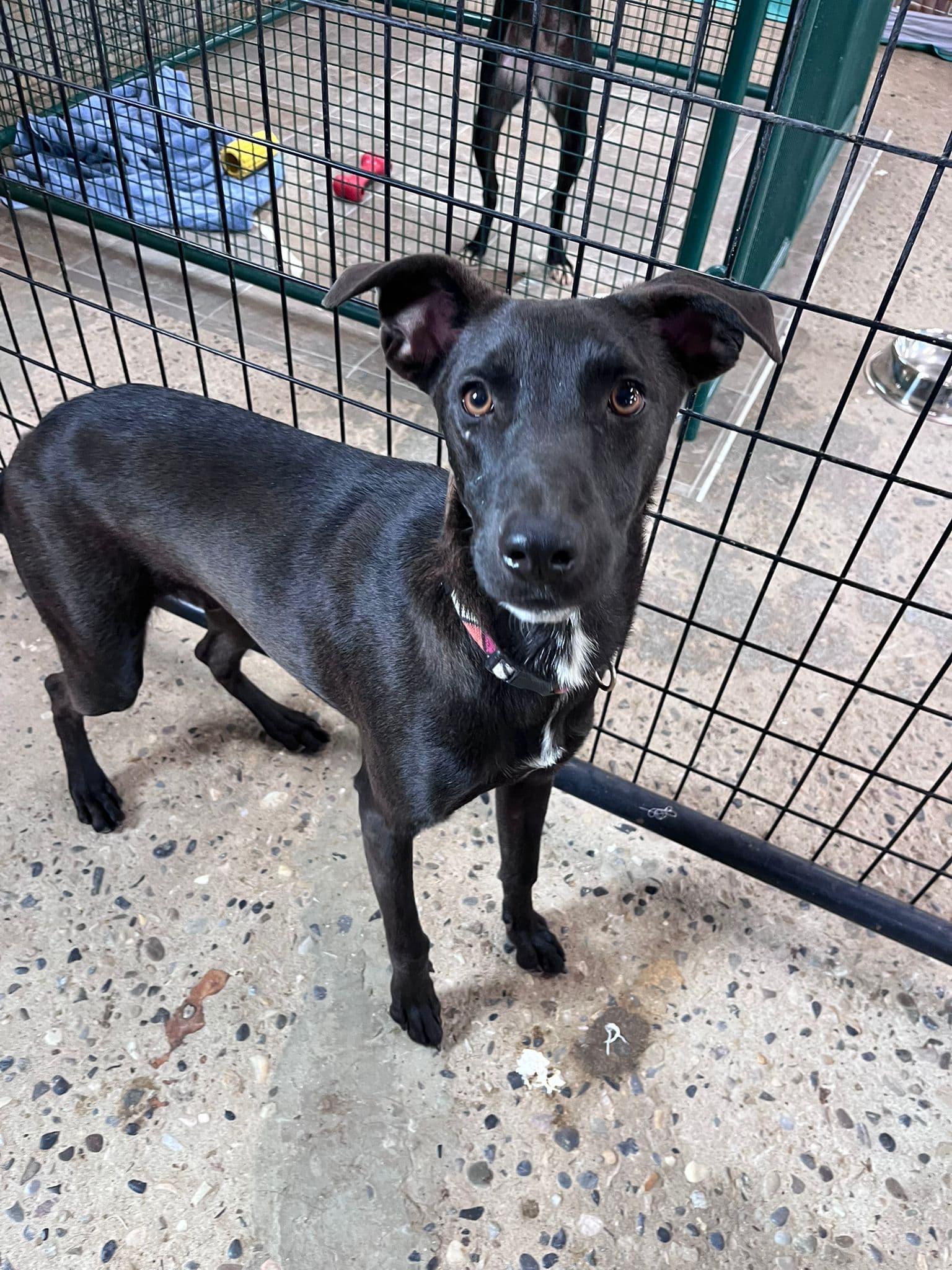 Guiness - Lab Mix available for adoption at BARCS Rescue in Calgary