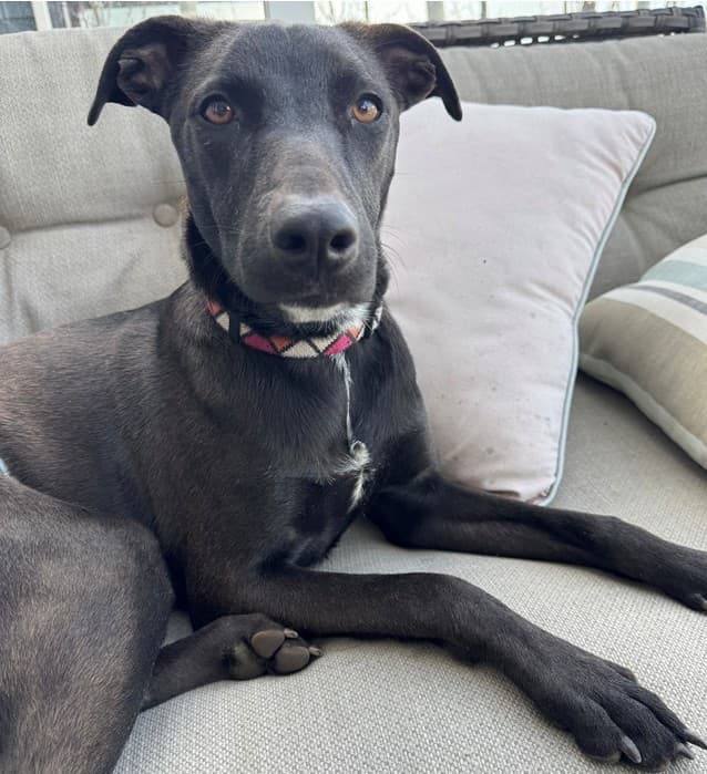 Guiness - Lab Mix available for adoption in Calgary