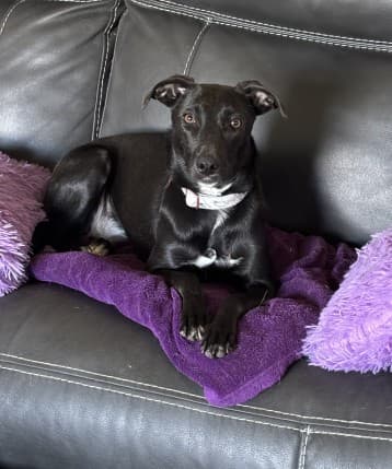 Magic - Lab Mix available for adoption in Alberta