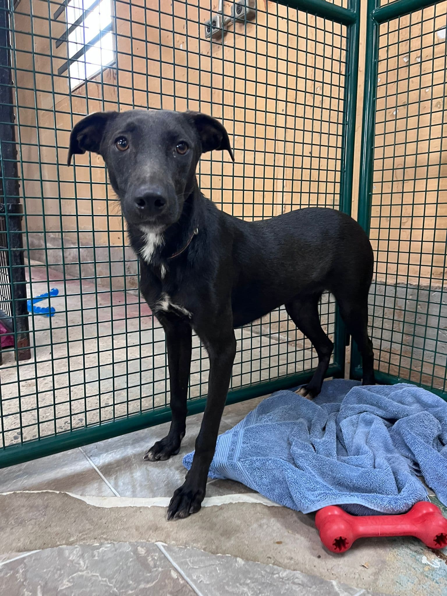 Magic - Lab Mix available for adoption at BARCS Rescue in Calgary