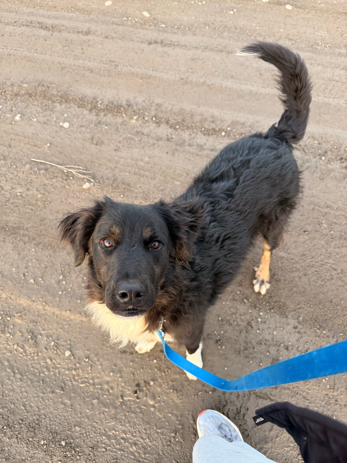 Scout - Shepherd/Lab Mix available for adoption at BARCS Rescue in Calgary
