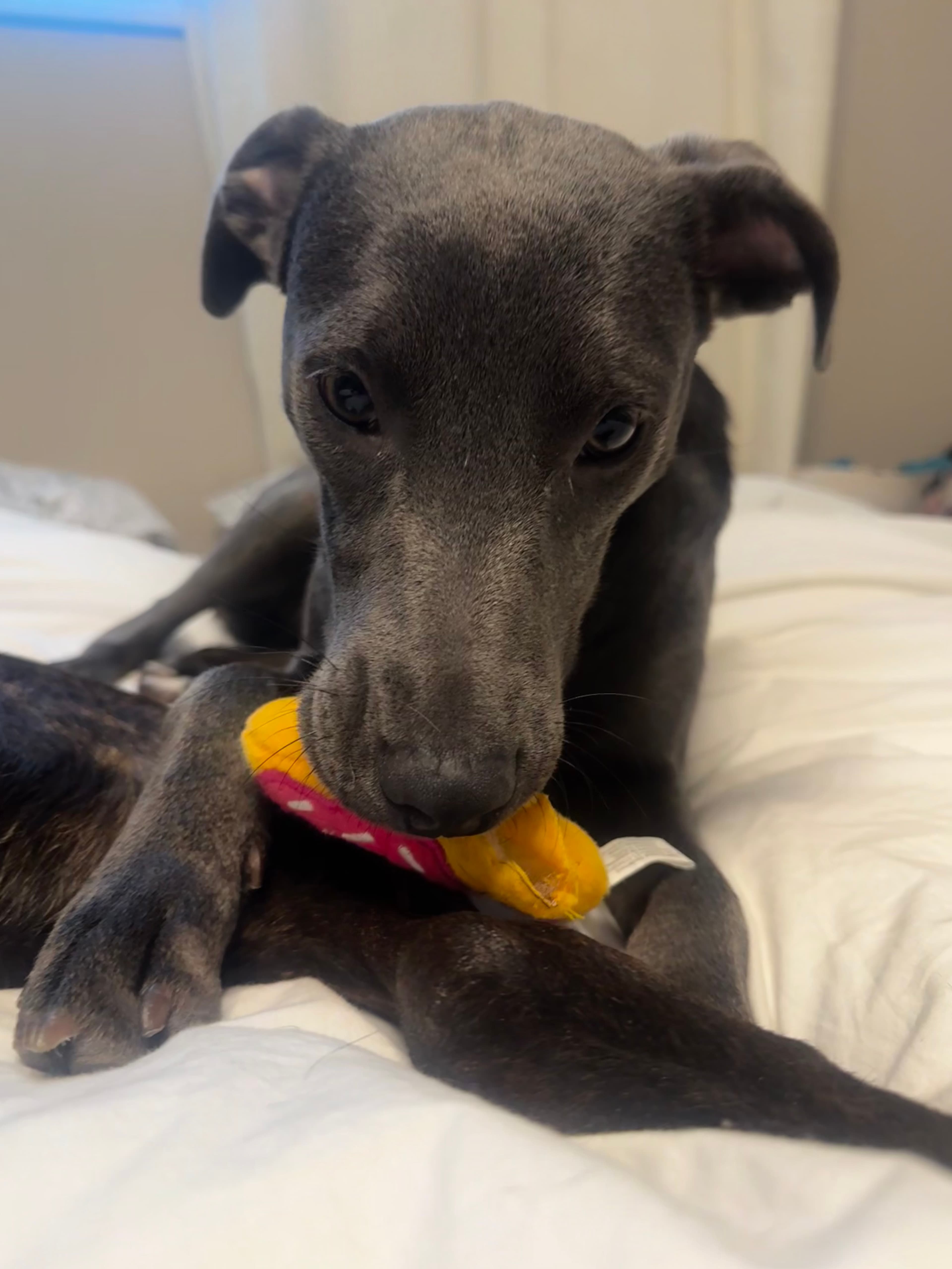 Smokey - Lab Mix available for adoption in Calgary
