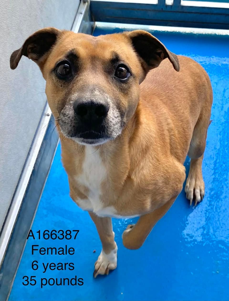 Rhinestone - Pit Bull Terrier Mix available for adoption at BARCS Rescue in Calgary