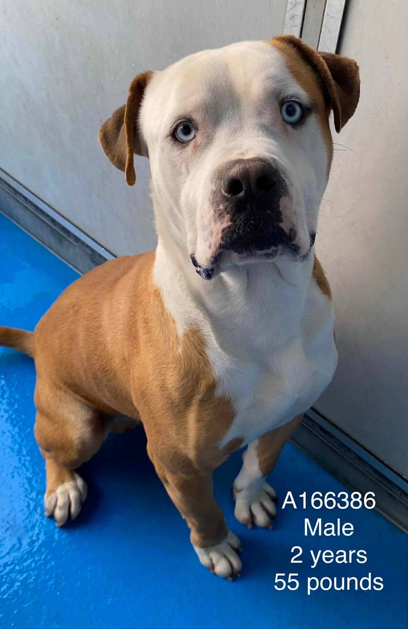 Denim - Pit Bull Terrier Mix available for adoption at BARCS Rescue in Calgary