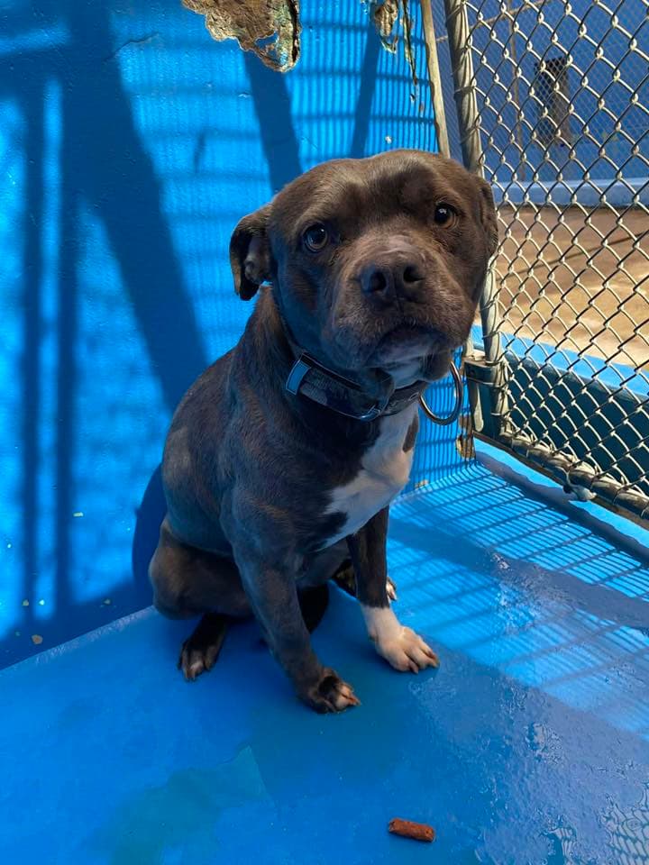 Crystal - Pit Bull Terrier Mix available for adoption at BARCS Rescue in Calgary