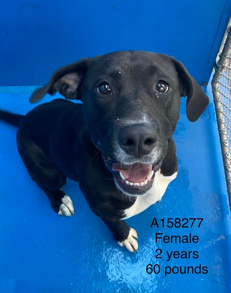 Sweet Dottie Mae - Lab/Pit Bull Terrier Mix available for adoption at BARCS Rescue in Calgary