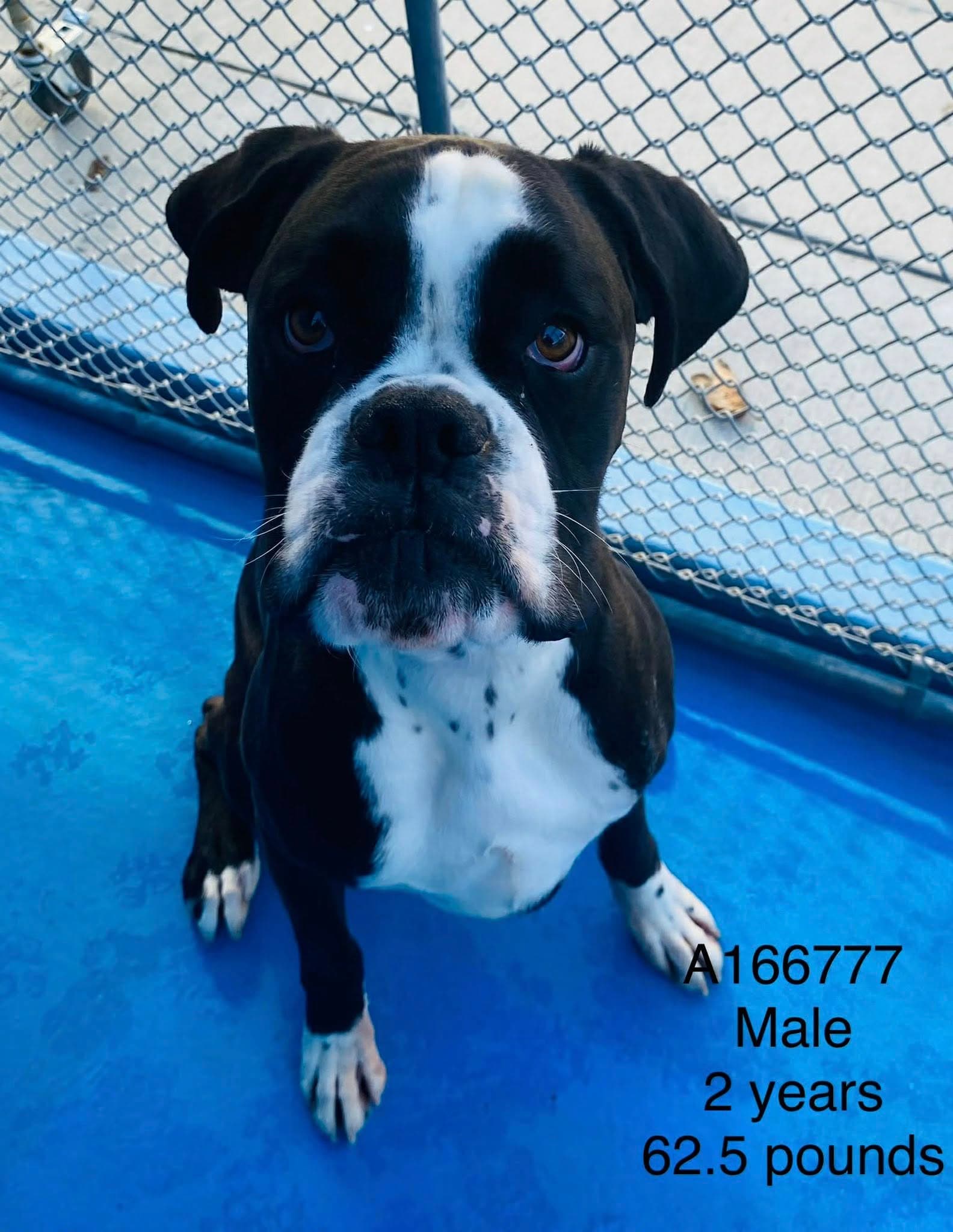 Wrangler - Boxer Mix available for adoption at BARCS Rescue in Calgary