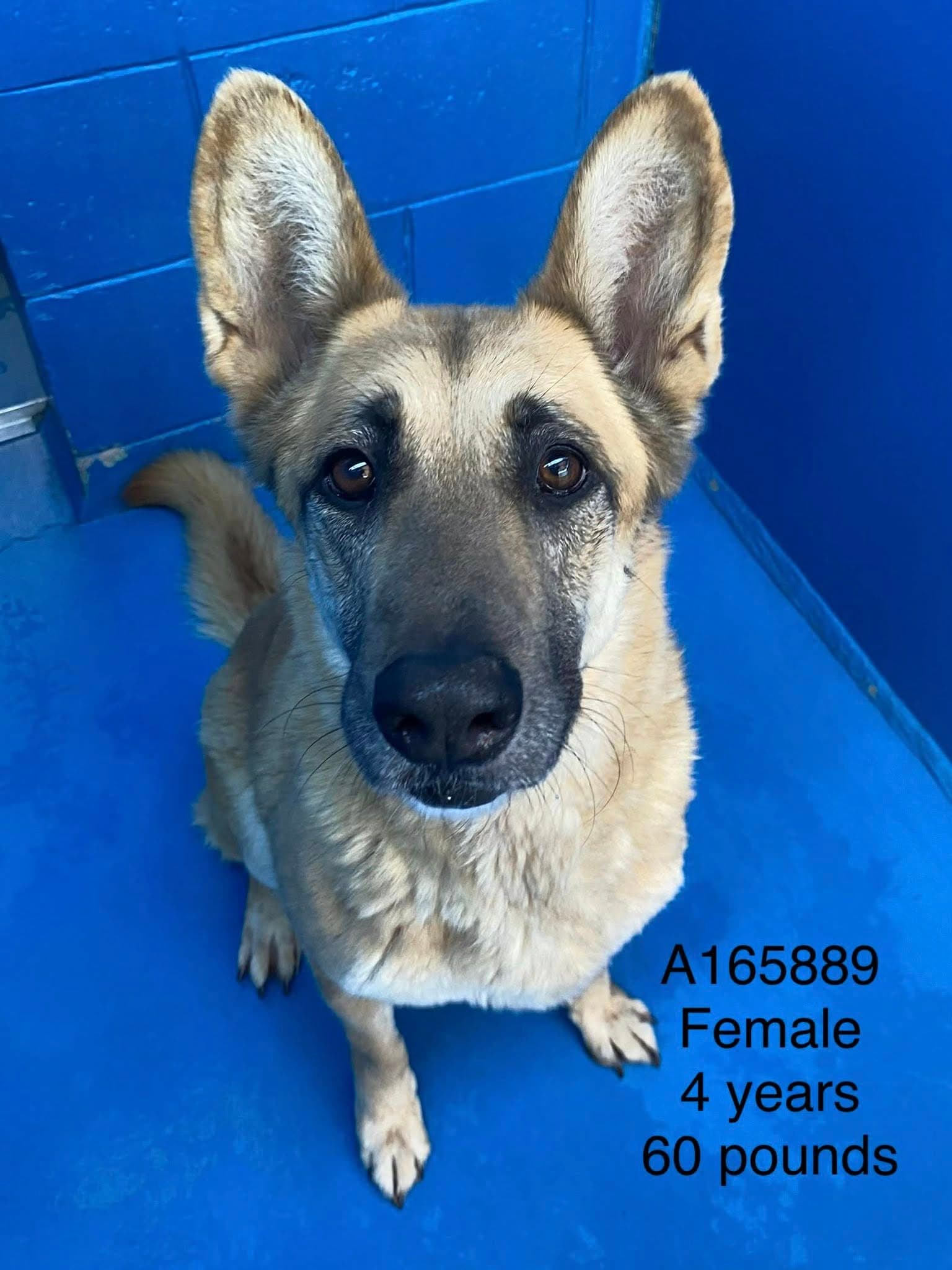 Sparkles - German Shepherd Mix available for adoption at BARCS Rescue in Calgary
