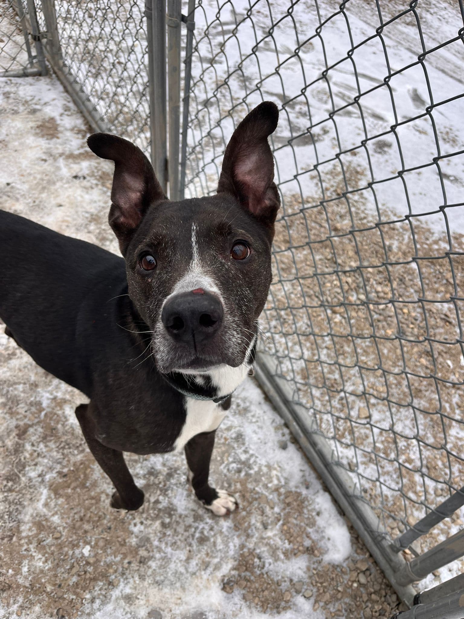 Hoss - Greyhound Mix available for adoption in Calgary