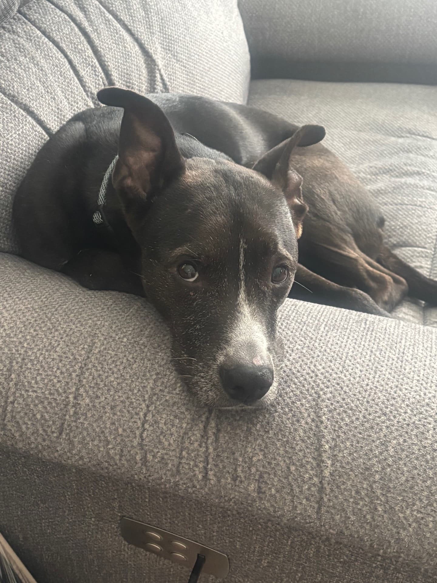 Hoss - Greyhound Mix available for adoption in Calgary