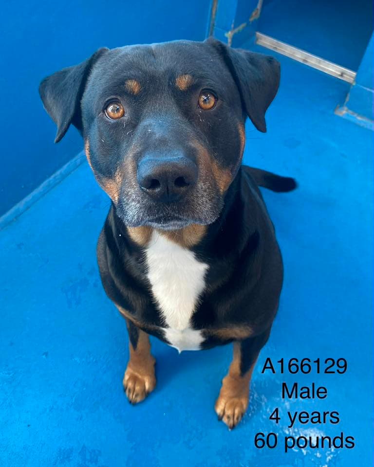 Chester - Rottweiler Mix available for adoption at BARCS Rescue in Calgary