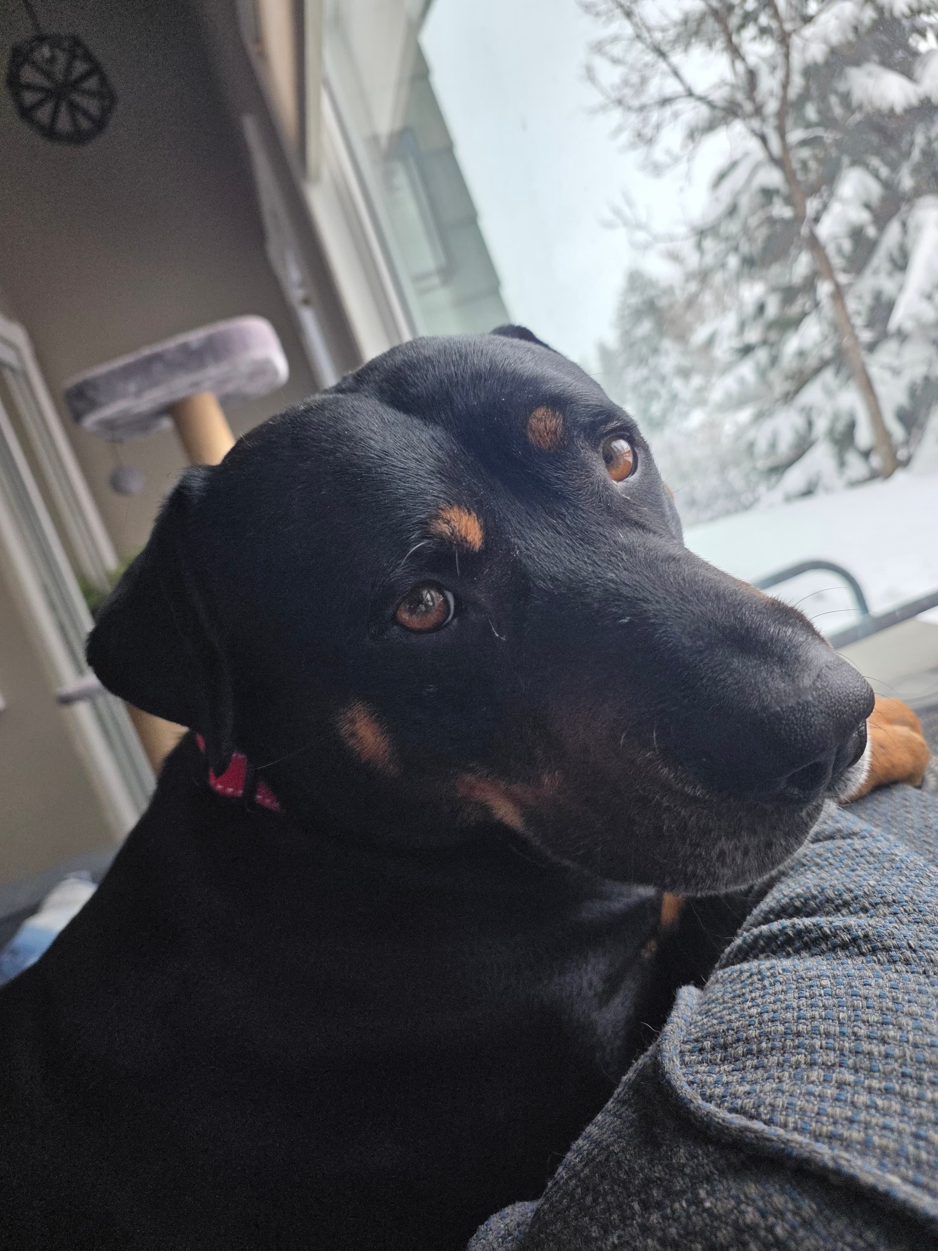 Chester - Rottweiler Mix available for adoption in Calgary