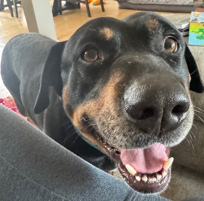 Chester - Rottweiler Mix available for adoption at BARCS Rescue in Calgary