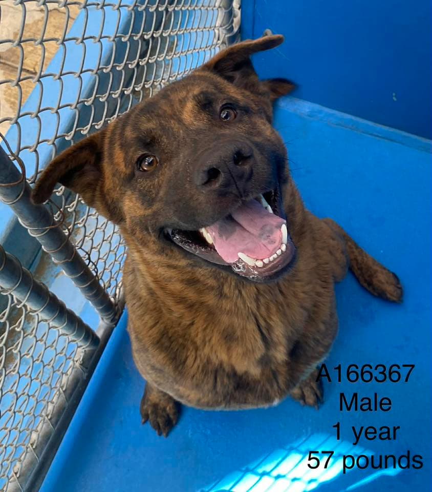 Nash - German Shepherd Mix available for adoption at BARCS Rescue in Calgary