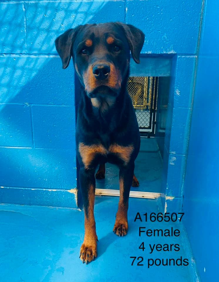 Diamond Dixie - Rottweiler Mix available for adoption at BARCS Rescue in Calgary